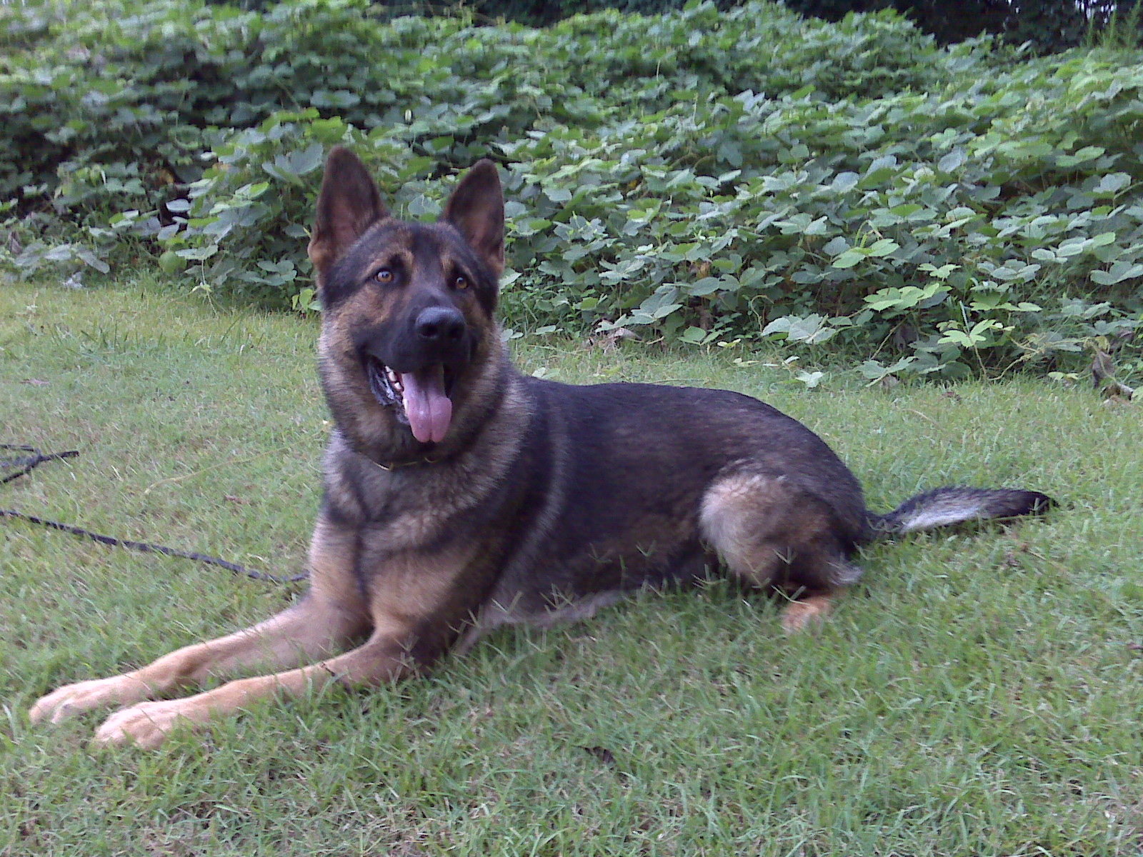 Companion Dogs, Family Guardians, Guard Dogs, Family Protection Dogs